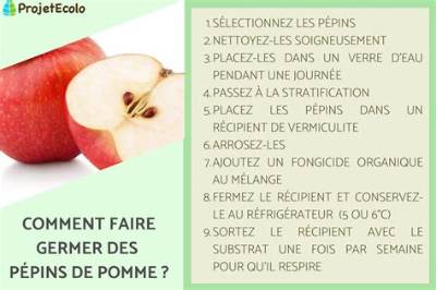 Pepin De Pomme Qui Germe?