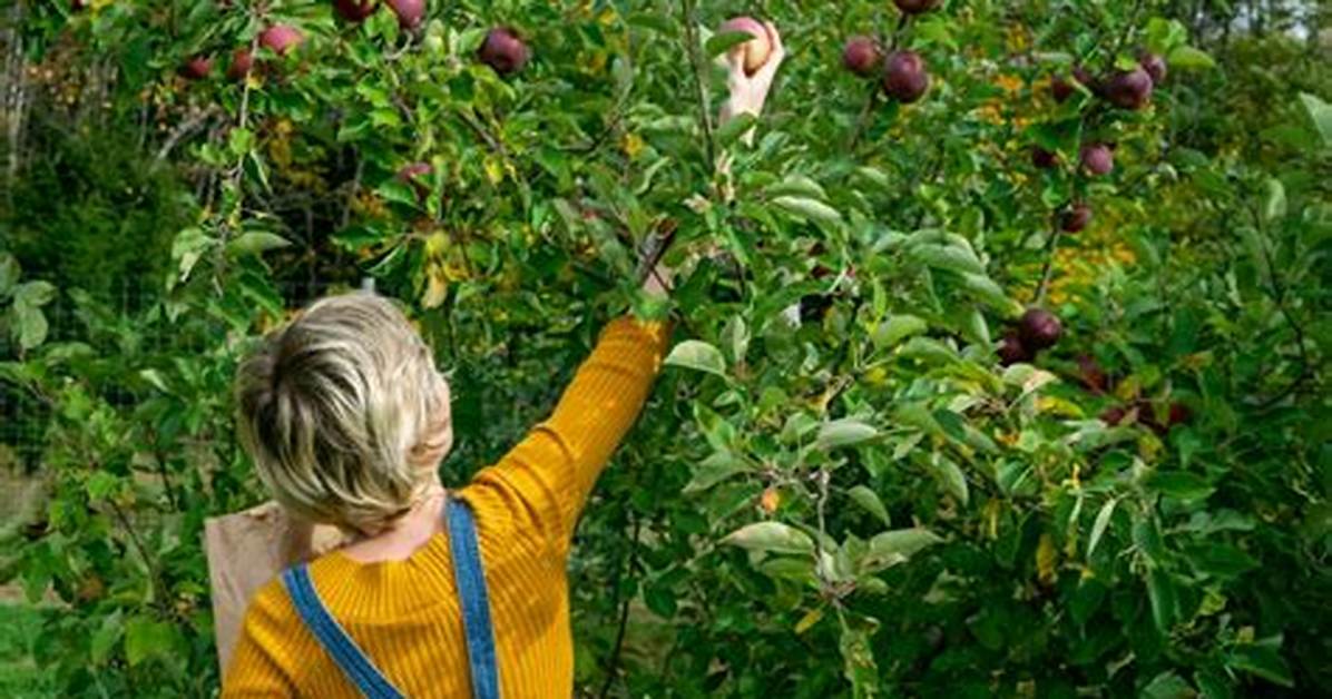Peut on Cueillir Les Fruits Qui D%C3%A9Passent 400. Jpg