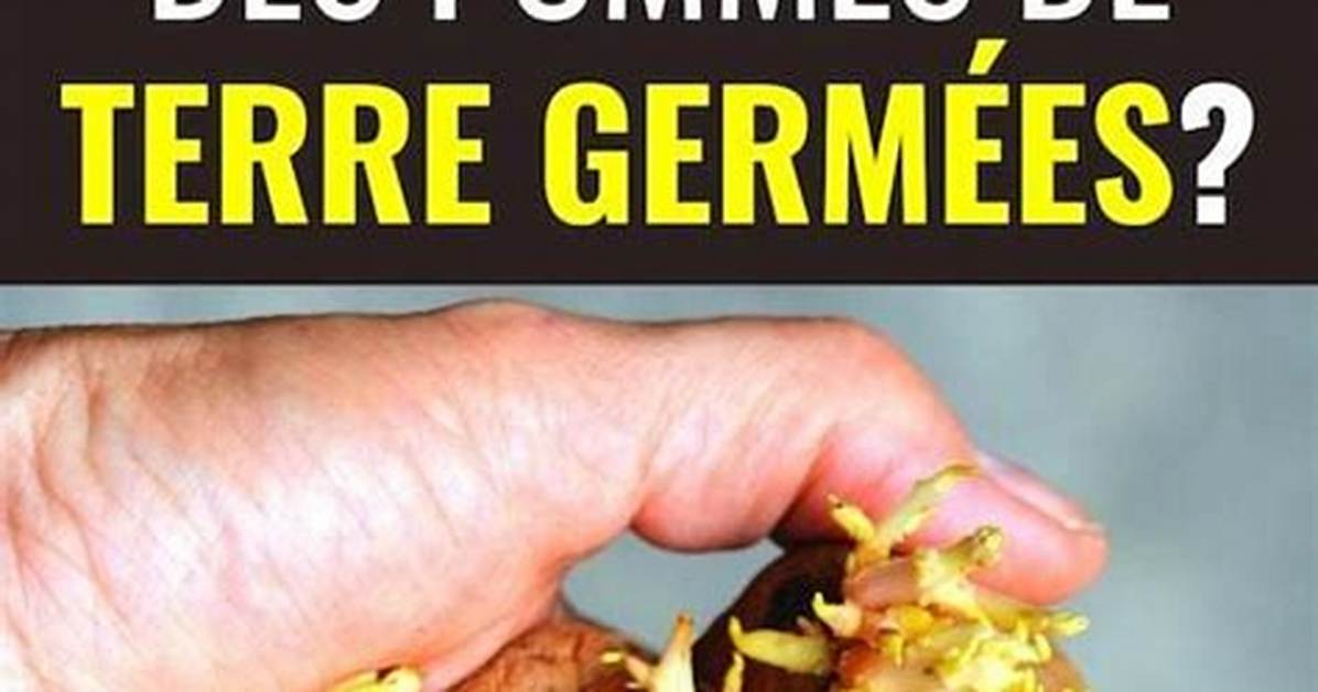 Peut on Manger Des Pomme De Terre Qui Ont Germé?