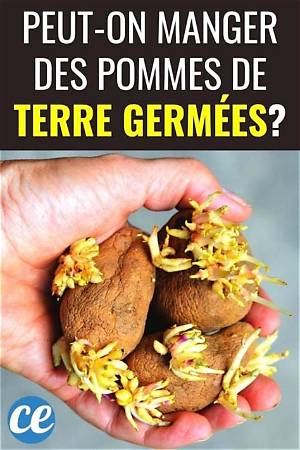Peut on Manger Des Pomme De Terre Qui Ont Germé?