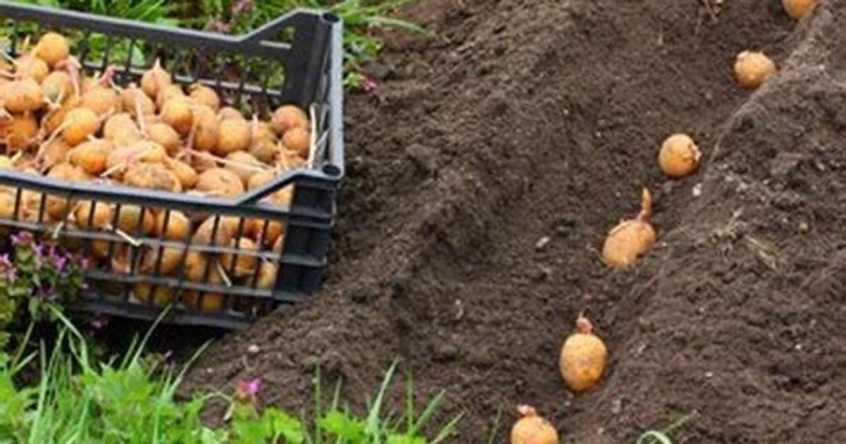 Peut on Planter Une Pomme De Terre Qui a Germé?