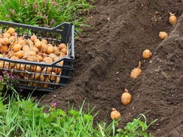 Peut on Planter Une Pomme De Terre Qui a Germé?