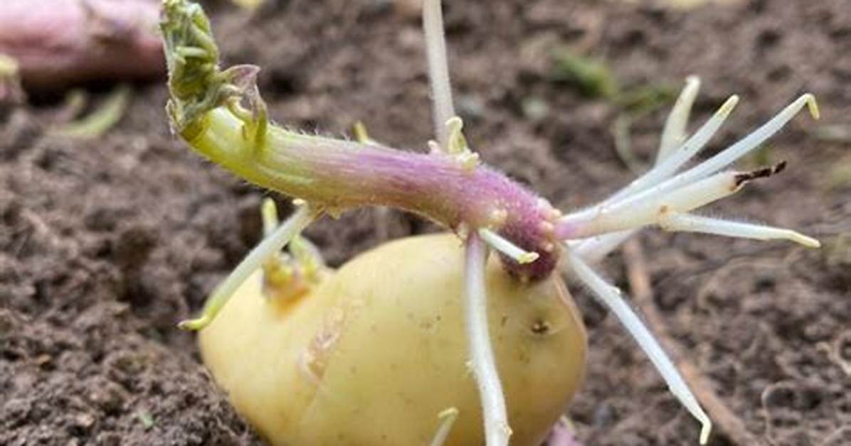 Planter Pomme De Terre Germe En Haut Ou En Bas?