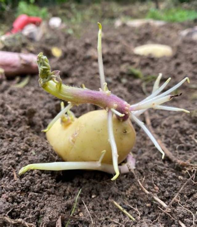 Planter Pomme De Terre Germe En Haut Ou En Bas?