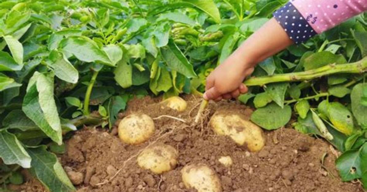 Plants De Pomme De Terre Qui Montent?