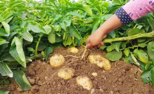 Plants De Pomme De Terre Qui Montent?