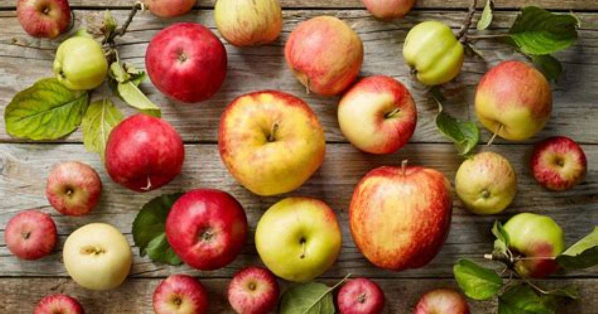 Pomme a Cuire Quelle Variete?