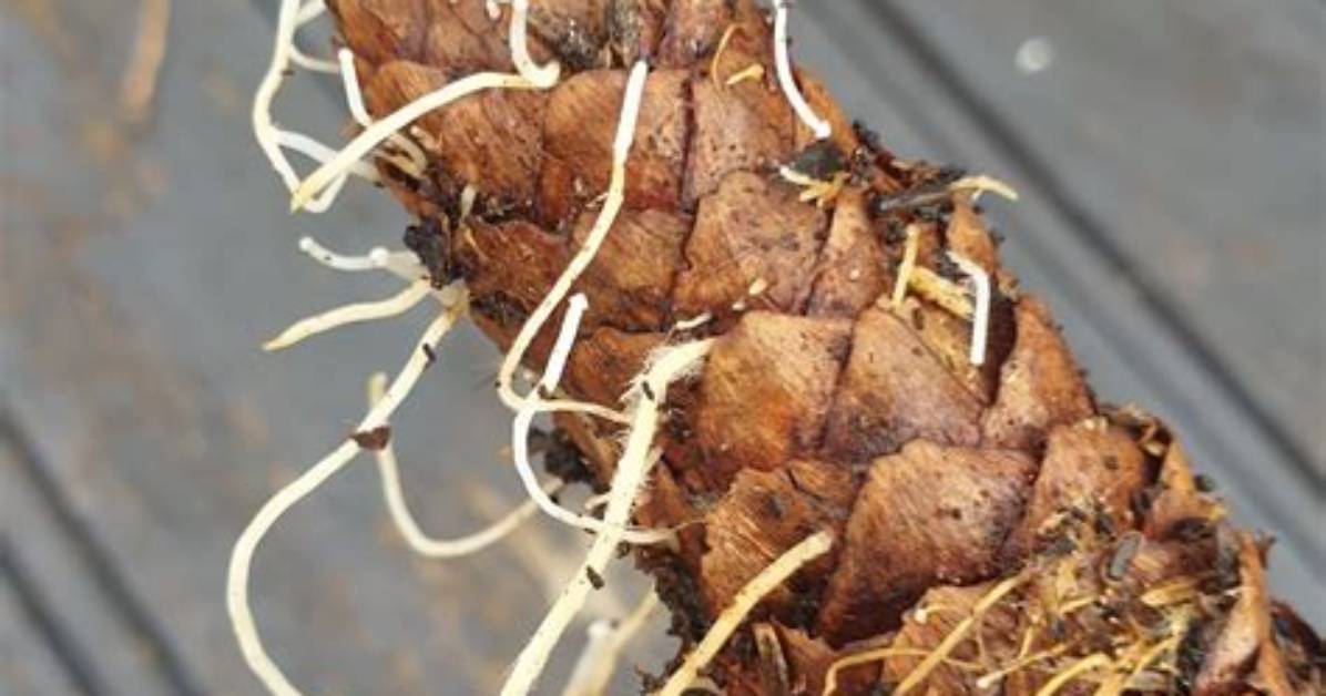 Pomme De Pin Qui Germe?