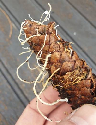 Pomme De Pin Qui Germe?