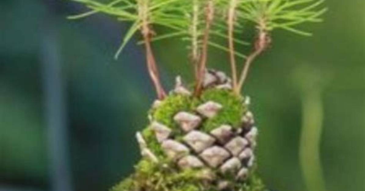 Pomme De Pin Qui Pousse?