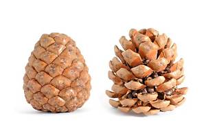 Pomme De Pin Qui S’ouvre?