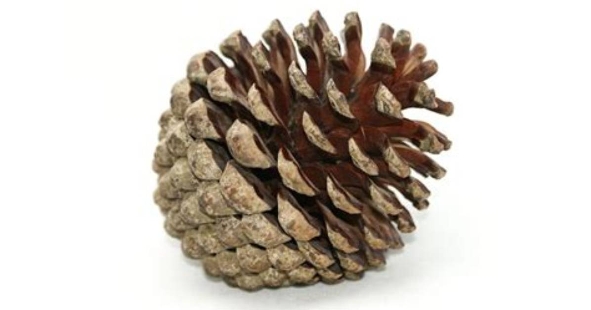 Pomme De Pin Qui Se Referme?