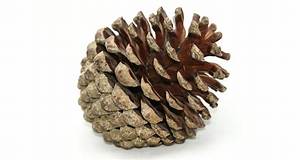 Pomme De Pin Qui Se Referme?