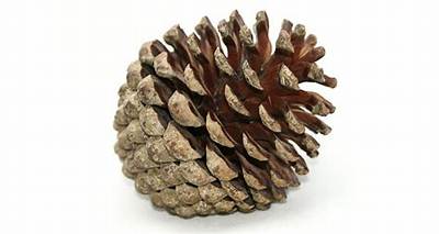 Pomme De Pin Qui Se Referme?