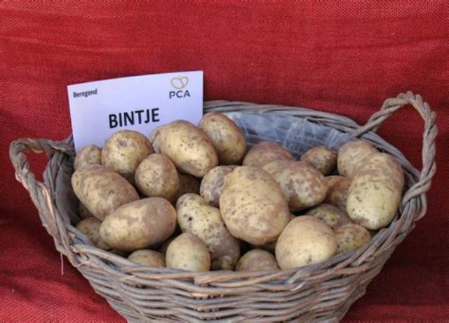 Pomme De Terre Bintje Quelle Utilisation?