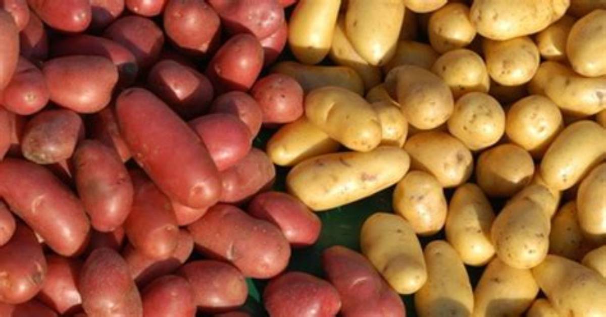 Pomme De Terre Charlotte Pour Quelle Utilisation?