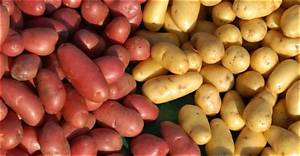 Pomme De Terre Charlotte Pour Quelle Utilisation?