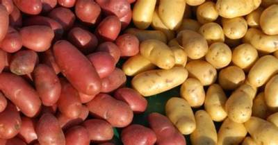 Pomme De Terre Charlotte Pour Quelle Utilisation?
