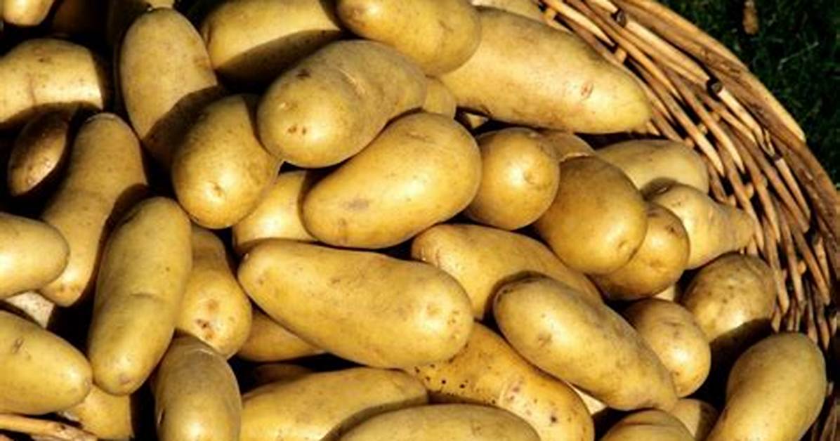 Pomme De Terre Farineuse Ou Ferme?