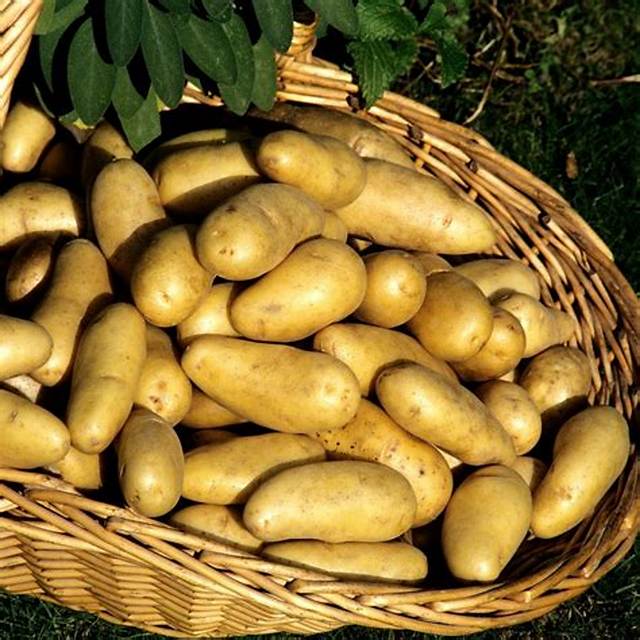 Pomme De Terre Farineuse Ou Ferme?