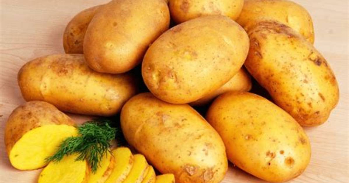 Pomme De Terre Legume Ou F%C3%A9Culents 400. Jpg