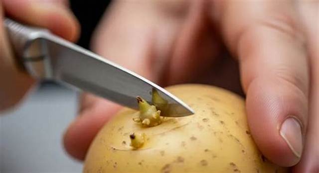 Pomme De Terre Molle Bonne Ou Pas?
