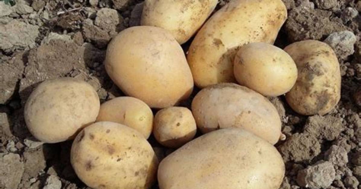 Pomme De Terre Nouvelle Quand Les Ramasser?