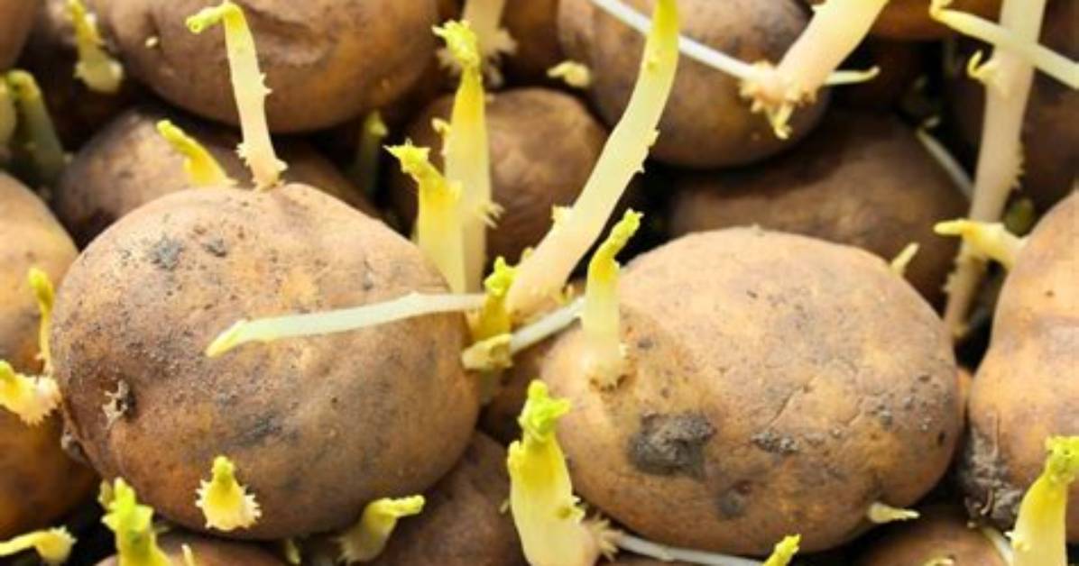 Pomme De Terre Qui Commence a Germer?