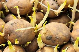 Pomme De Terre Qui Commence a Germer?