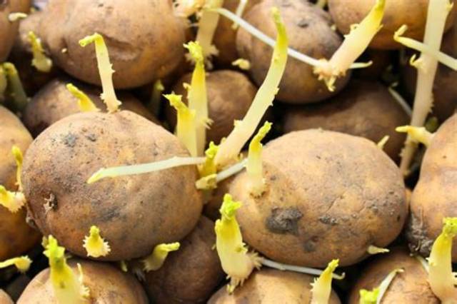 Pomme De Terre Qui Commence a Germer?