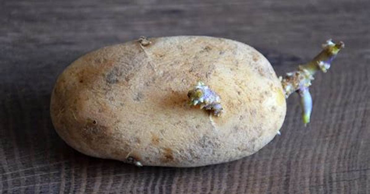 Pomme De Terre Qui Devient Noir?
