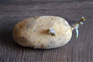Pomme De Terre Qui Devient Noir?