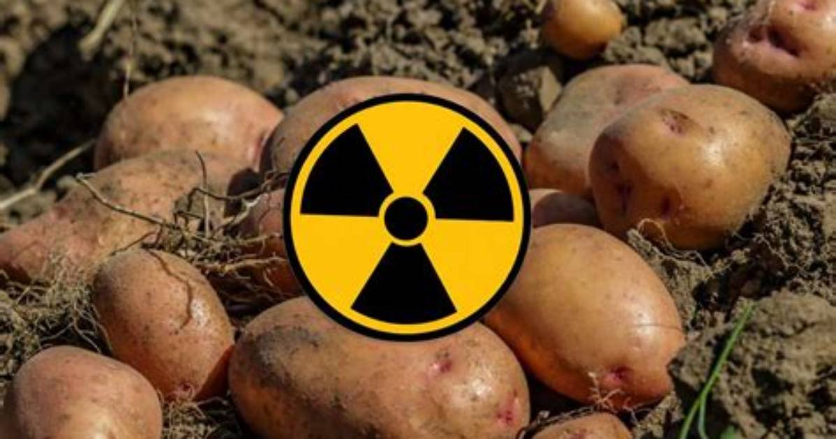 Pomme De Terre Qui Devient Verte?