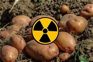 Pomme De Terre Qui Devient Verte?