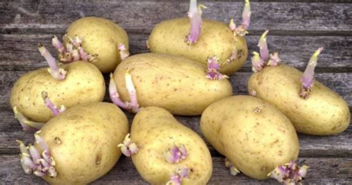 Pomme De Terre Qui Germent?