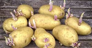 Pomme De Terre Qui Germent?