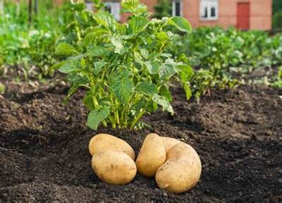 Pomme De Terre Qui Ne Pousse Pas?