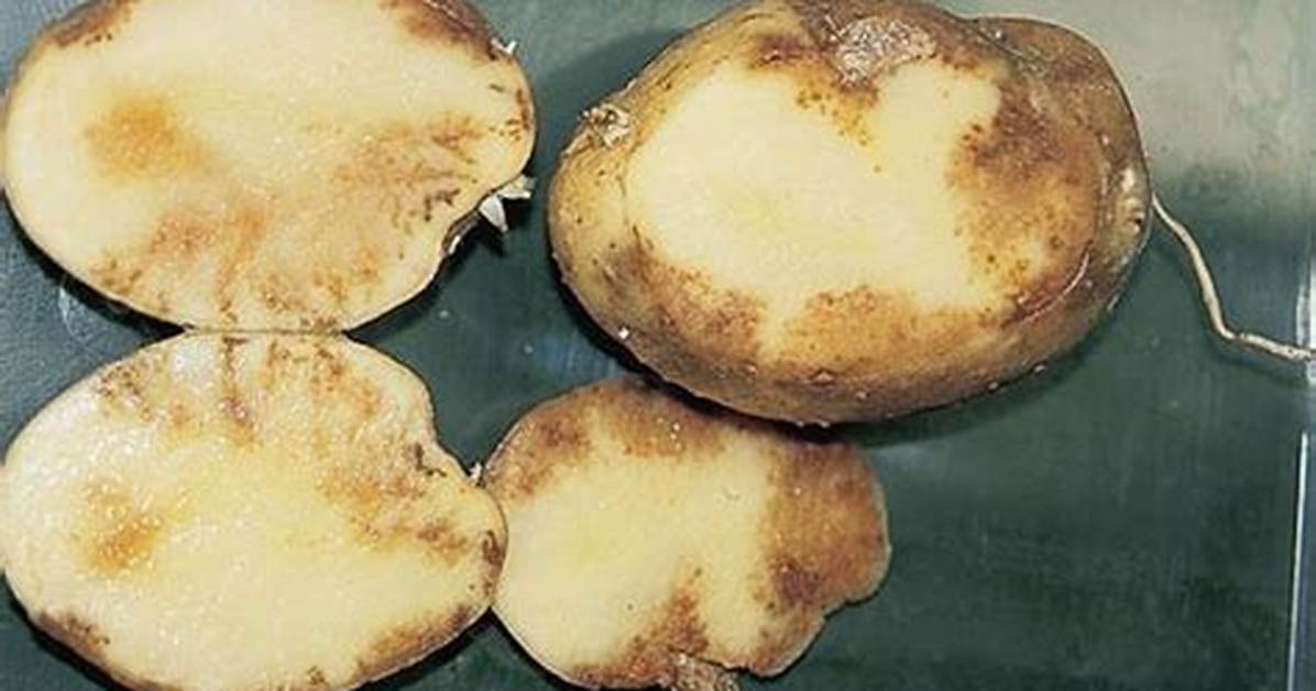 Pomme De Terre Qui Ont Le Mildiou?