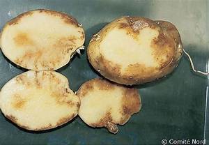 Pomme De Terre Qui Ont Le Mildiou?