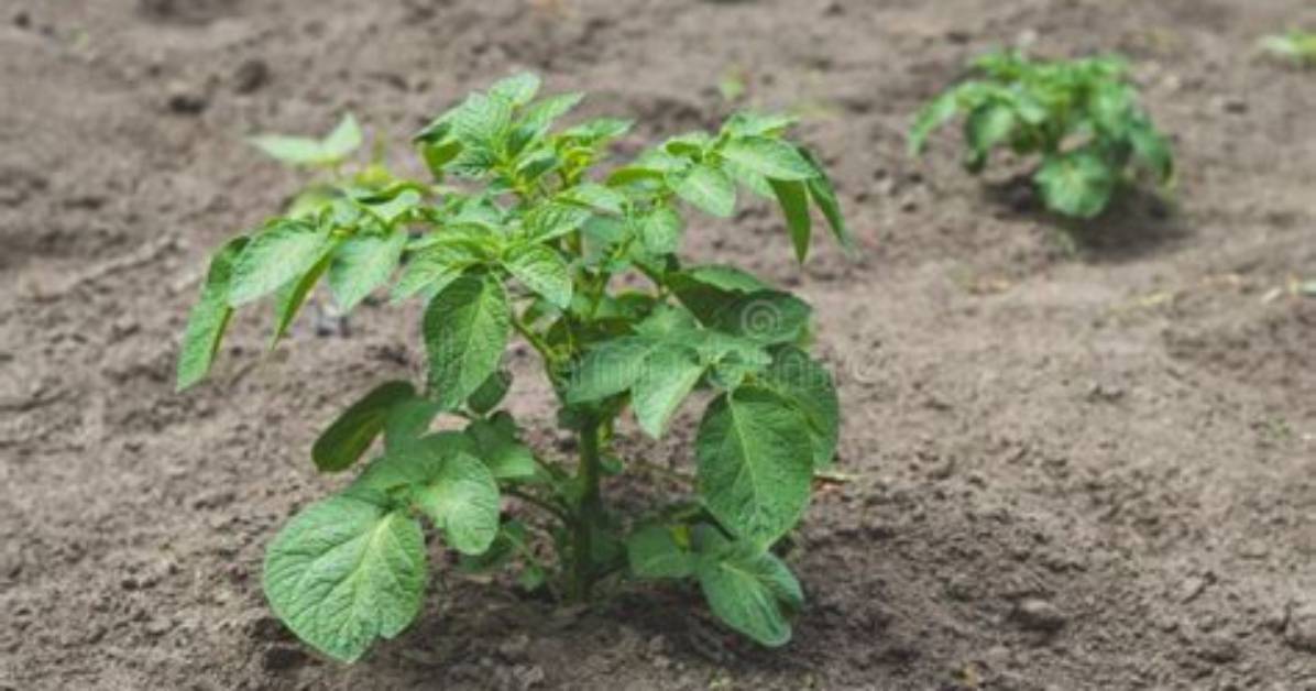 Pomme De Terre Qui Pousse?