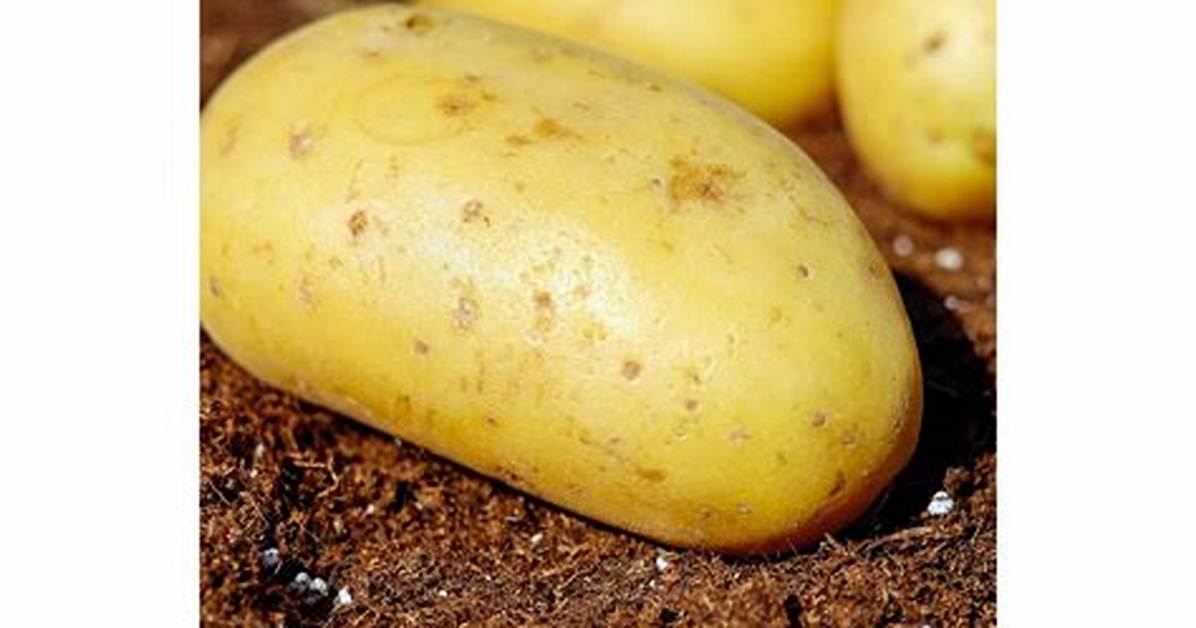 Pomme De Terre Sucr%C3%A9E Pourquoi 400. Jpg