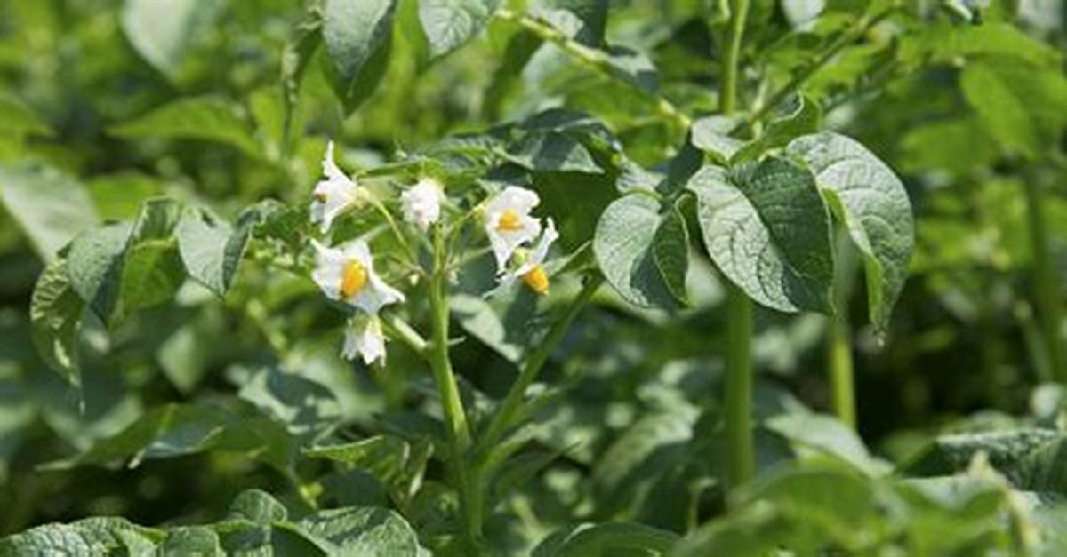 Pomme De Terre Vivace Ou Annuelle?