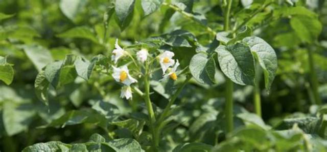 Pomme De Terre Vivace Ou Annuelle?