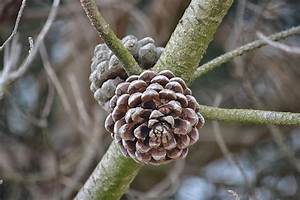 Pomme Ou Pigne De Pin?