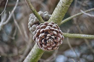 Pomme Ou Pigne De Pin?