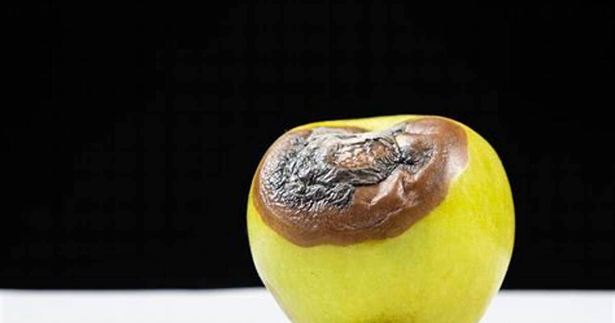 Pomme Pourrie Ou Pourrite?