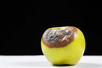 Pomme Pourrie Ou Pourrite?