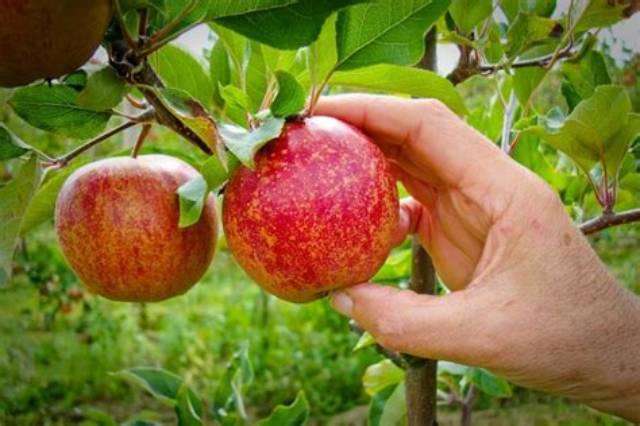 Pomme Quand Les Cueillir?