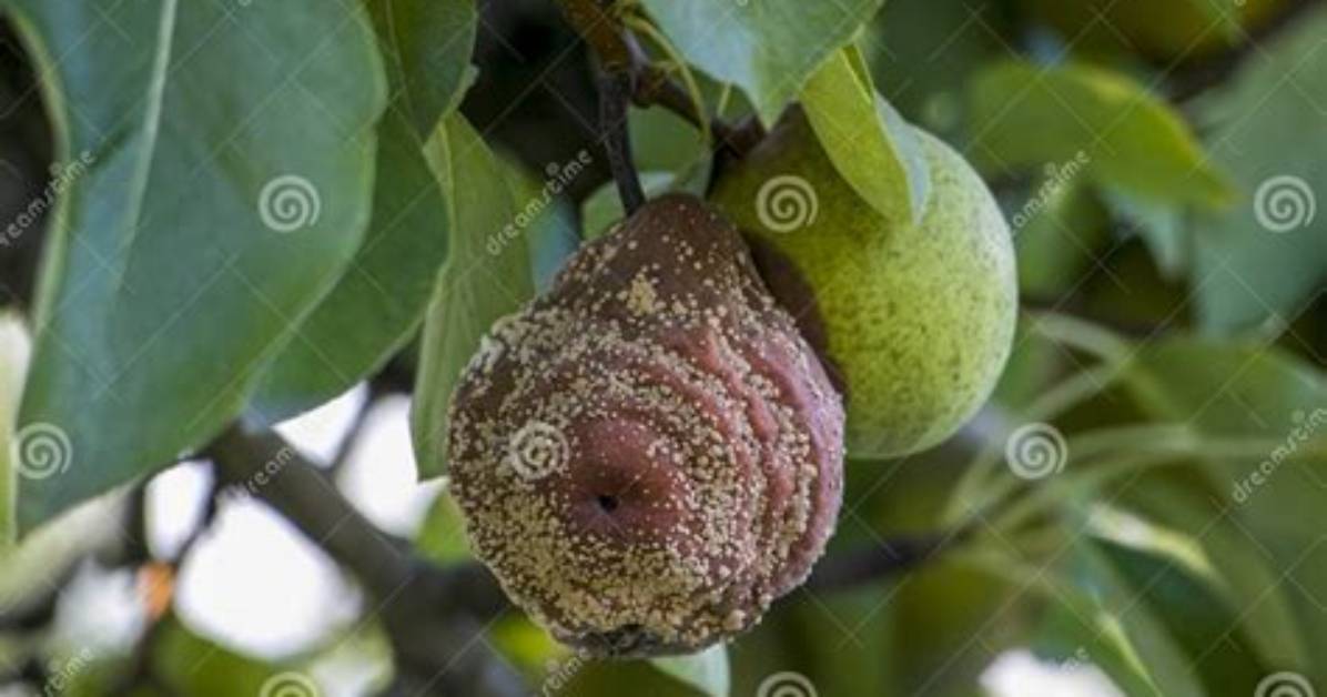 Pomme Qui Pourrissent Sur L’arbre?