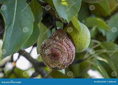Pomme Qui Pourrissent Sur L’arbre?
